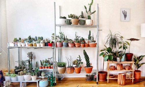 Ambiance cactus sur étagère